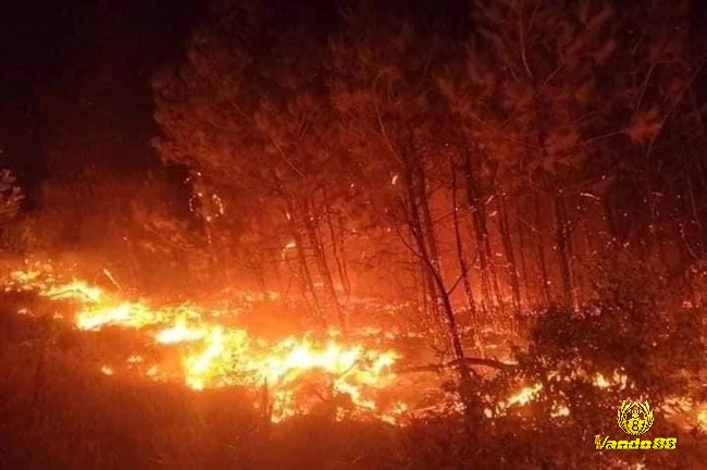 Mộng thấy cháy rừng nhà mình nhưng dập lửa kịp là điềm báo thịnh vượng 