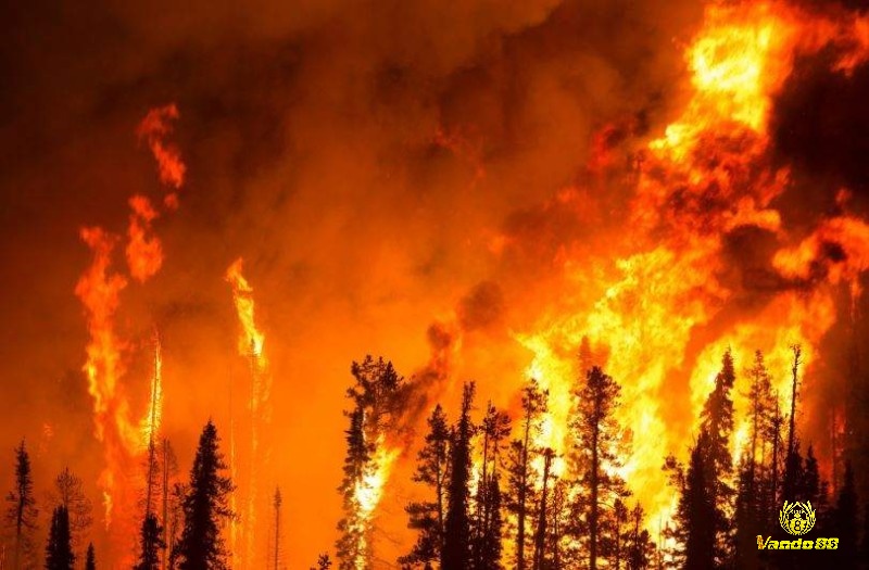 Mơ thấy cháy rừng thông không dập kịp là dấu hiệu cảnh báo về những khó khăn
