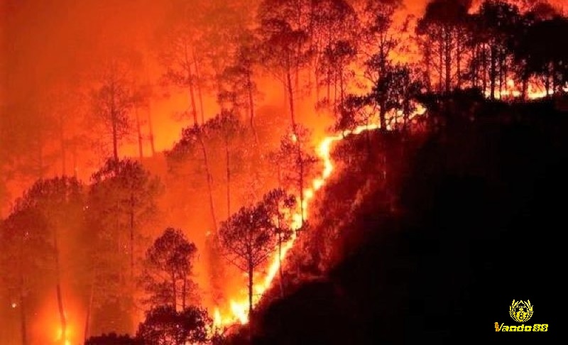 Mộng thấy cháy rừng chết nhiều con thú là dấu hiệu của sự mất mát