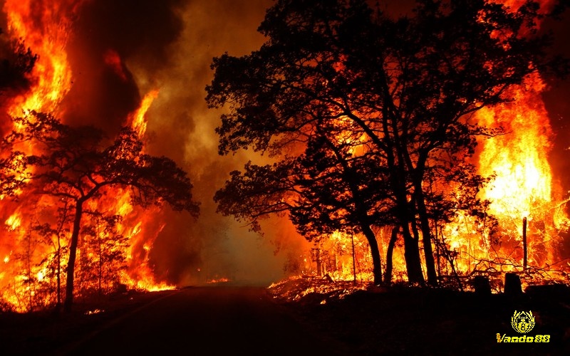 Chiêm bao thấy cháy rừng nhà người khác thường mang lại may mắn trong kinh doanh