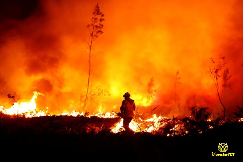 Cháy rừng là hiện tượng lửa bùng phát lớn ở trong khu rừng