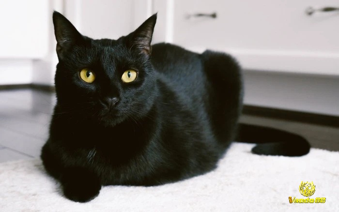 Mơ thấy mèo đen thể hiện tâm trạng lo lắng của bạn