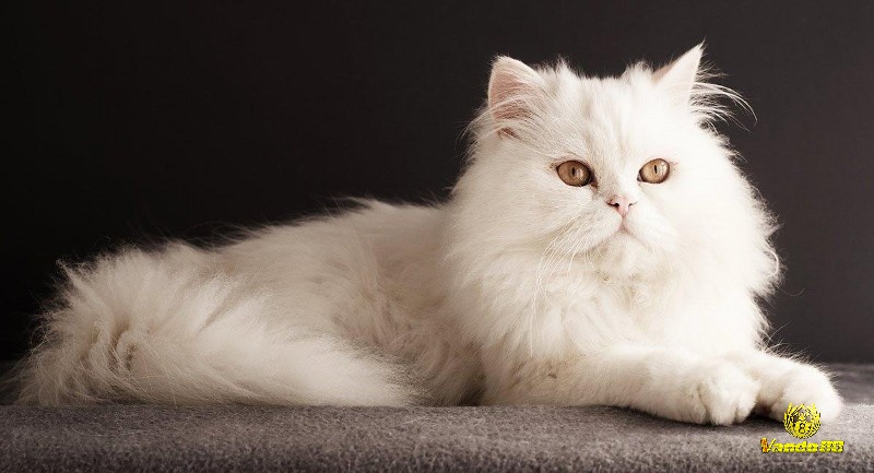 Mơ thấy mèo trắng báo hiệu nhiều thử thách sắp đến
