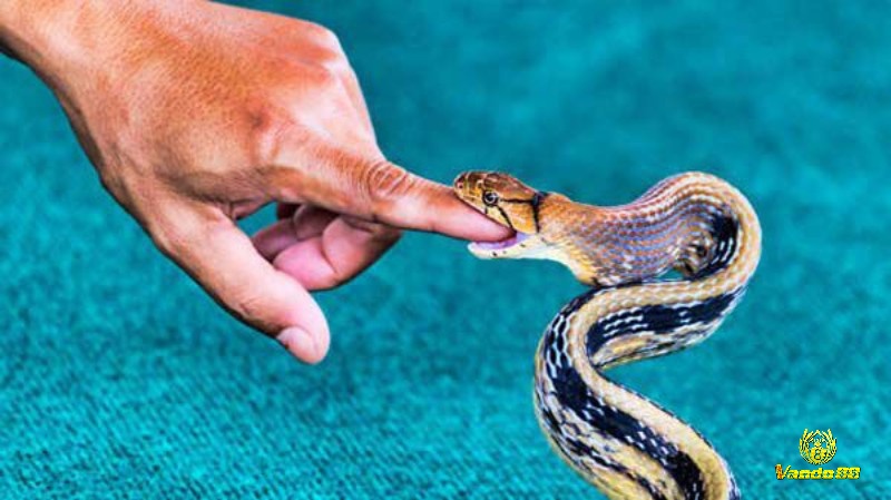 Nếu bạn mơ thấy rắn cắn người thân là thể hiện cho sự lo lắng của bạn với người đó