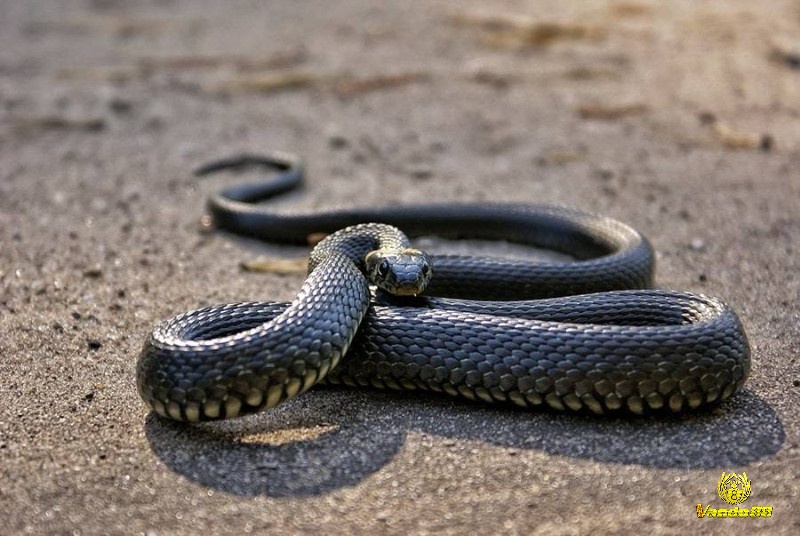 Chiêm bao thấy rắn đang đuổi theo người khác là thể hiện sự lo lắng của bạn với người đó