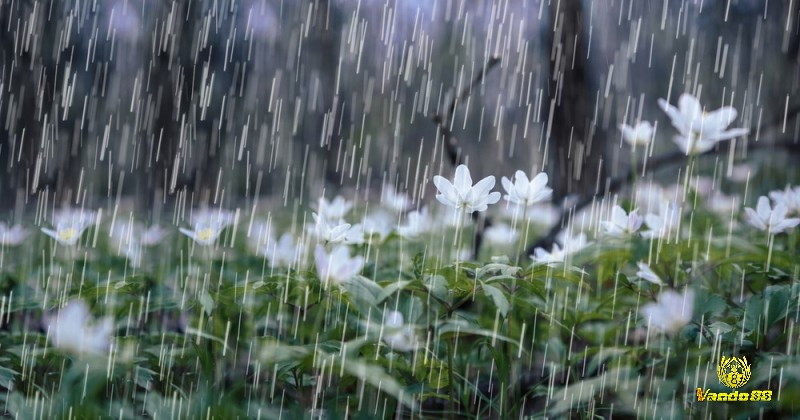 Mơ thấy cơn mưa rào cho thấy cuộc sống của bạn có nhiều thay đổi